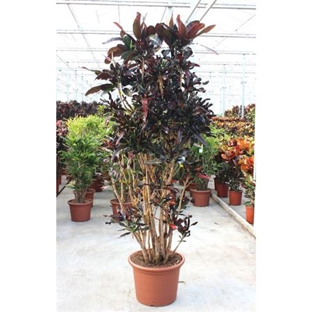 Codiaeum Mammi Branched.