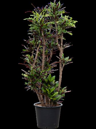 Croton (codiaeum) Variegatum 'mammi'