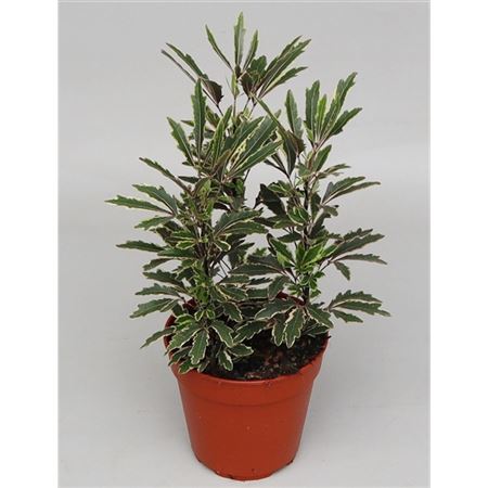 Dizygotheca Elegans Bianca