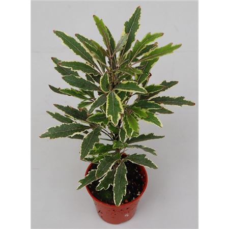 Dizygotheca Elegans Bianca