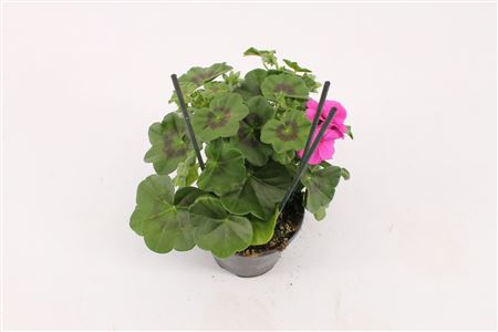 Pelargonium Pelt Royal Blue