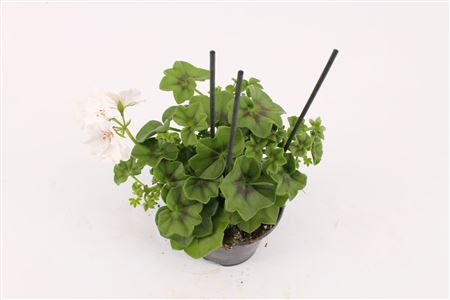 Pelargonium Pelt Royal White