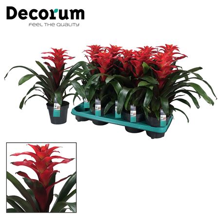 Guzmania Optima (decorum)