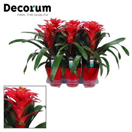 Guzmania Optima Red Luxe Ceramic (decorum)