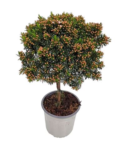 Chamelaucium Waxflower Snowflake Stem