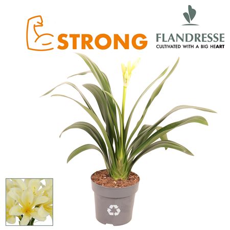 Clivia Flandresse Strong Yellow