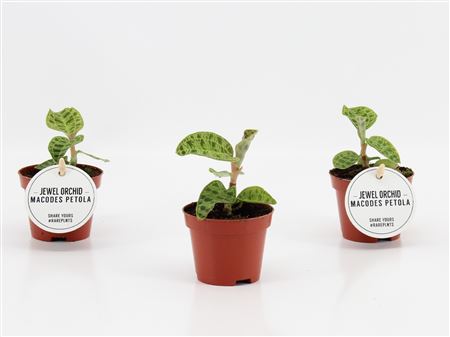 Jewel Orchid