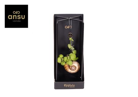 Epiphyte Collection - Dischidia