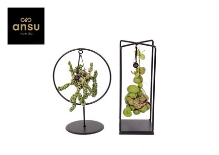 Dischidia Shelly Cube/ring Mix (medium)