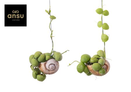 Dischidia Tortoise Bubbles Shelly Hang (los)
