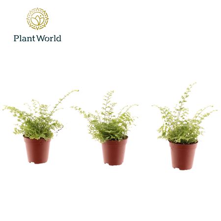 Nephrolepis Green Fantasy (decorum)