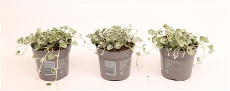 Dichondra Silver Falls