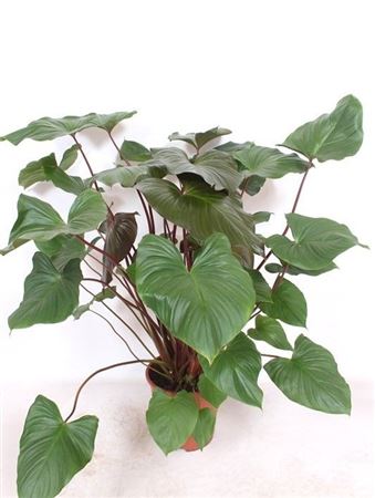 Homalomena Rubescens Maggy