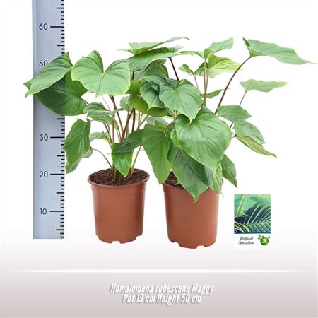 Homalomena Rubescens Maggy