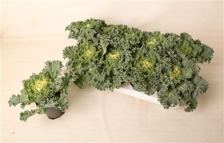 Brassica Curly White