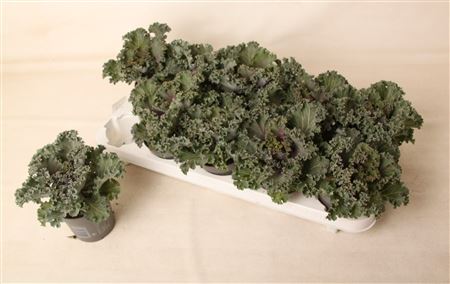 Brassica Curly Red