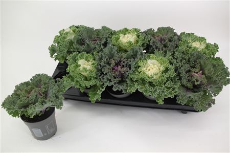 Brassica Curly Mix
