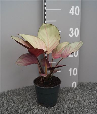 Calathea Silver Plate