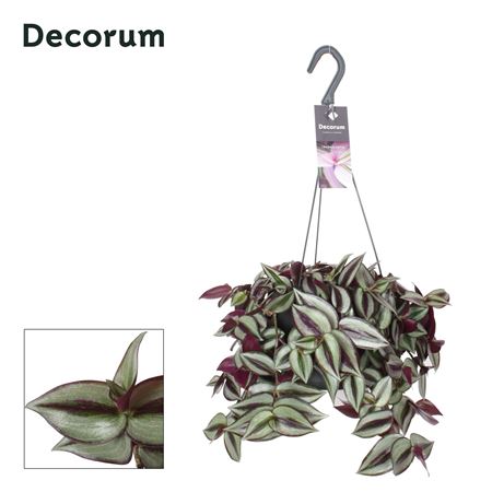 Tradescantia Zebrina 'violet Hill'