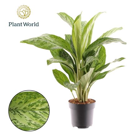 Aglaonema Greenlight