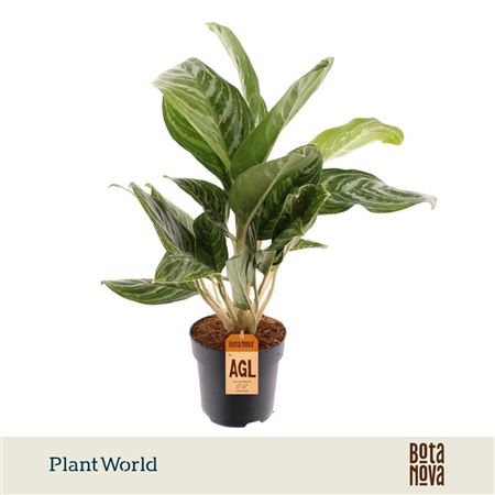 Aglaonema Green Sun