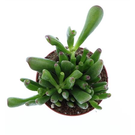 Crassula Hobbit