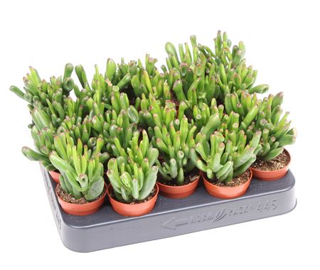 Crassula Hobbit