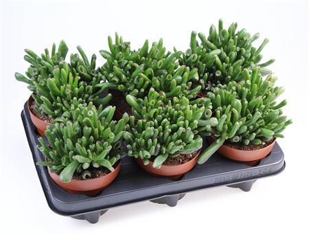 Crassula Hobbit