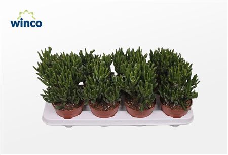 Crassula Hobbit