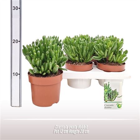 Crassula Ovata Hobbit