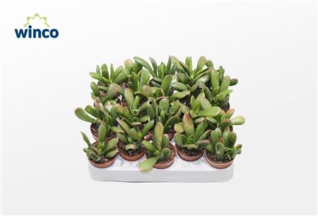 Crassula Hobbit-sunset