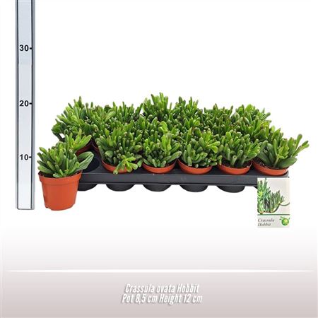 Crassula Ovata Hobbit