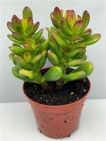 Crassula Hobbit
