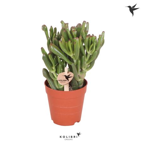 Crassula Hobbit