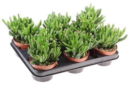 Crassula Hobbit