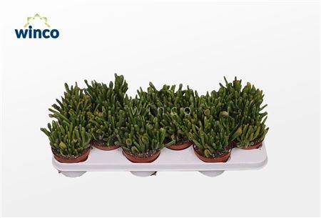 Crassula Hobbit
