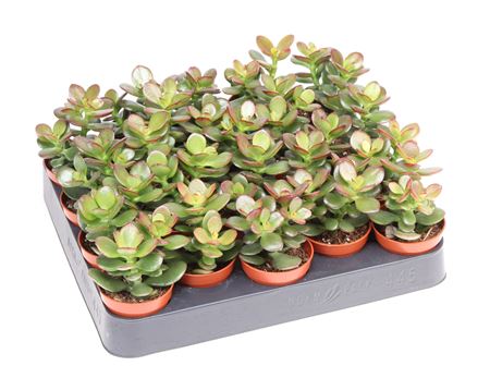 Crassula Ovata Minor