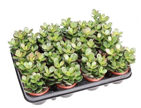 Crassula Ovata Minor
