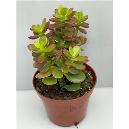 Crassula Minor.