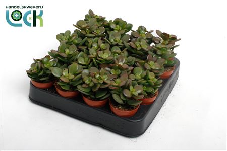 Crassula Minor.