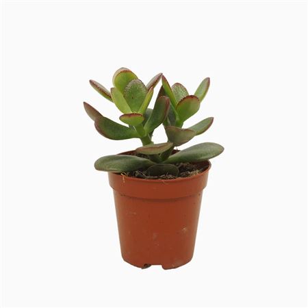 Crassula Minor.