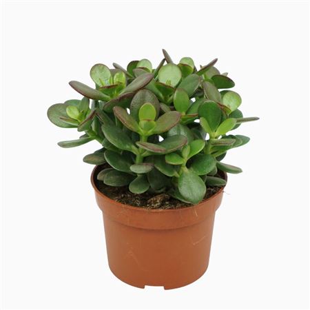 Crassula Minor.