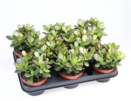 Crassula Ovata Minor