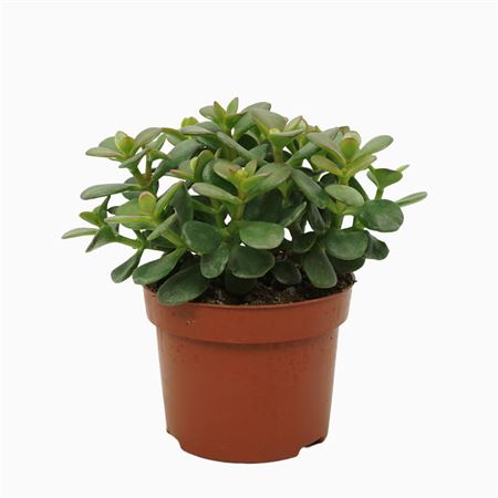 Crassula Minor.