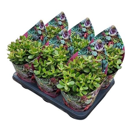 Crassula Portulacea Mini Potcover