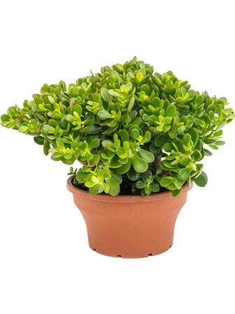 Crassula Ovata Minor