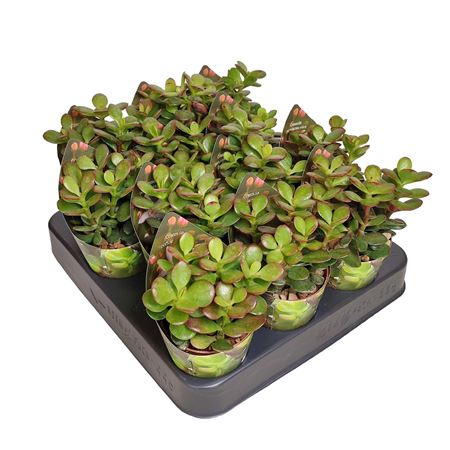 Crassula Portulacea Mini Potcover