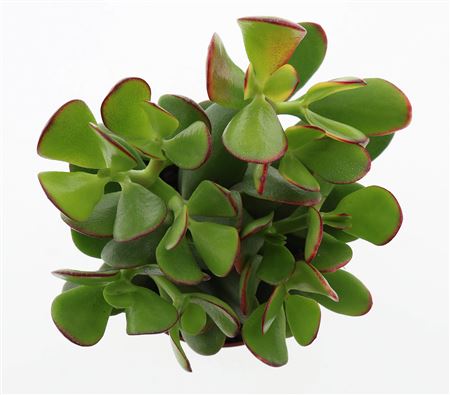 Crassula Ovata Sunset