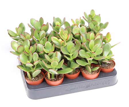 Crassula Ovata Sunset