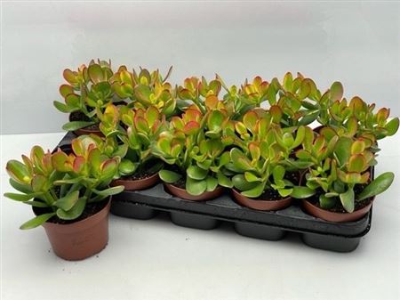 Crassula Sunset